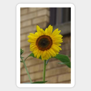 Sunflower days of summer Sticker